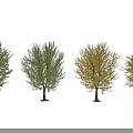 Various Seasonal Arbor Types With Green And Yellow Foliage Through Growth Stages