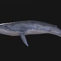 Detailed 3D Rendered Gray Whale Floating In Black Background With Realistic Texture