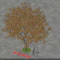 Amur Maple Tree on Paved Ground with Circular Green Base and Person for Size Reference 3d model