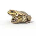 Detailed Toad With Rough Skin And Large Eyes On White Background