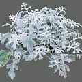Lacy Silver Gray Leaf Shrub Ideal For Garden Landscaping And Decor 3d model