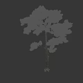 Single Tall Tree with Human Silhouette Against Black Background Showing Height Scale 3d model
