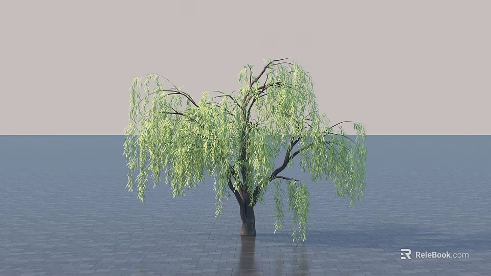 Willow Tree with Hanging Branches and Green Leaves in Calm Water Surface Setting 3d model 