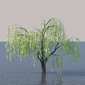 Willow Tree with Hanging Branches and Green Leaves in Calm Water Surface Setting