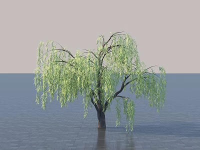 Willow Tree with Hanging Branches and Green Leaves in Calm Water Surface Setting 3d model