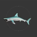 Detailed Blue Shark Model with Open Mouth White Underbelly on Dark Background with Reflection