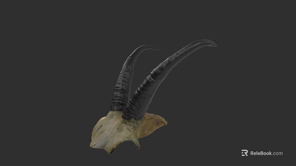 Realistic Detailed Antelope Skull With Curved Horns Isolated On Dark Background 3d model 
