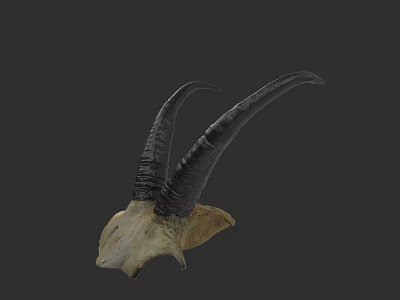 Realistic Detailed Antelope Skull With Curved Horns Isolated On Dark Background 3d model