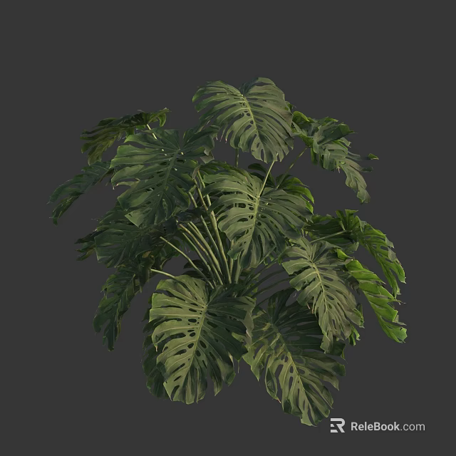 Monstera Plant With Large Green Holey Leaves And Tropical Foliage On Gray Background 3d model 