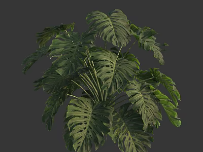 Monstera Plant With Large Green Holey Leaves And Tropical Foliage On Gray Background 3d model