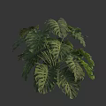 Monstera Plant With Large Green Holey Leaves And Tropical Foliage On Gray Background