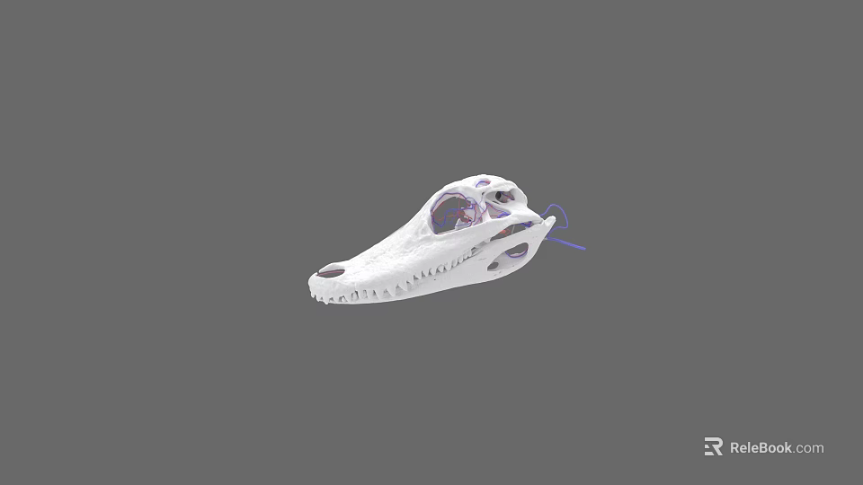 White Reptile Skull Model Featuring Purple Internal Structure On Gray Background 3d model 