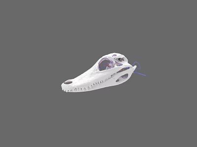 White Reptile Skull Model Featuring Purple Internal Structure On Gray Background 3d model