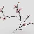 Pink Flowering Branch With Blooming Blossoms And Small Flower Buds On Gray Background