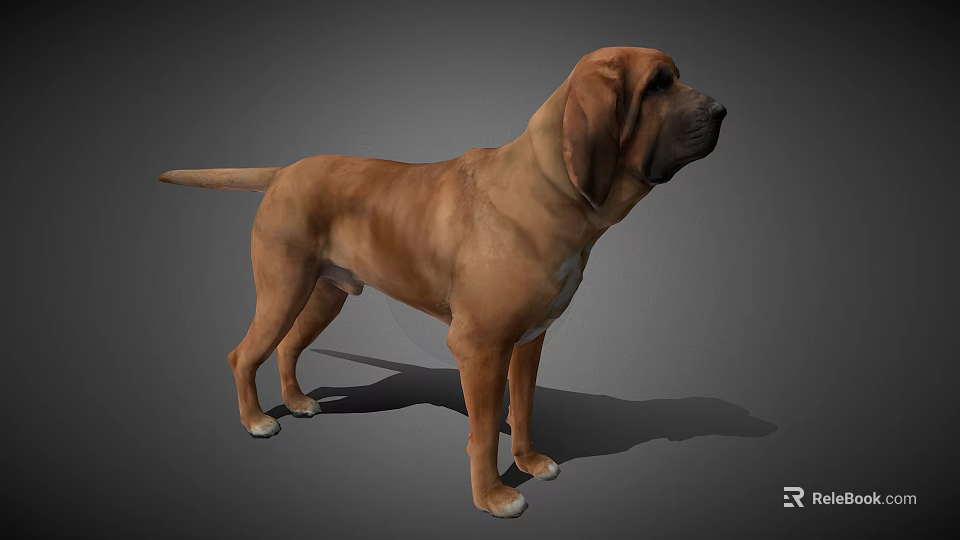 Brown Large Dog Standing With Floppy Ears On Gray Background 3d model 