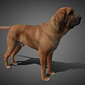 Brown Large Dog Standing With Floppy Ears On Gray Background 3d model