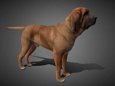 Brown Large Dog Standing With Floppy Ears On Gray Background 3d model