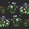 Colorful Flower Clusters With Red Purple White Blooms Against Black Background