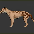 Thylacine 3D Model Light Brown Body Dark Stripes Standing On Black Reflective Background