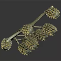 Detailed Natural Tree Branch With Multiple Brown Cones On Dark Background