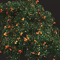 Ripe Orange Fruits Growing On Tree With Green Leaves In Garden