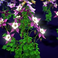 Colorful Flowering Plants With Green Leaves And Multiple Color Blooms
