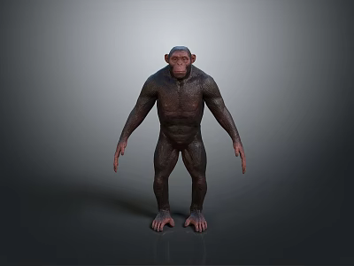 High Quality 3D Chimpanzee Model Showcasing Muscular Details And Natural Standing Position 3d model