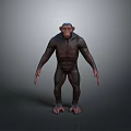 High Quality 3D Chimpanzee Model Showcasing Muscular Details And Natural Standing Position
