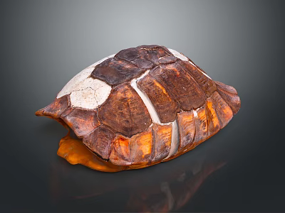 Detailed Brown White Orange Turtle Shell With Textured Surface And Dark Background Reflection 3d model