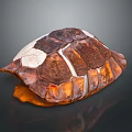 Detailed Brown White Orange Turtle Shell With Textured Surface And Dark Background Reflection 3d model