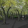 Tranquil Garden Landscape With Green Trees Stone Path Steps And Gray Walls