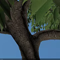 Arbor With Dense Green Leaves And Trunk On Square Paved Ground Near Person