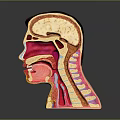 Realistic Human Head Anatomy Model Displaying Internal Organs Such As Brain And Throat