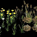 Colorful Garden Flowers And Herbs With Yellow Daisies White Flowers And Purple Blooms