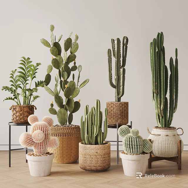 Decorative Indoor Potted Plants with Cactus Succulents Woven Baskets and White Pots 3d model 