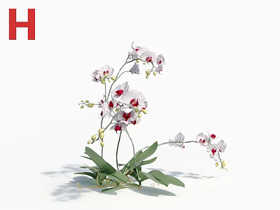 Blooming White Orchid Flowers With Red Spots And Green Leaves On White Background 3d model