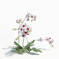 Blooming White Orchid Flowers With Red Spots And Green Leaves On White Background