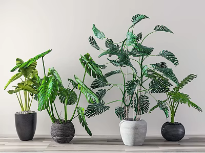 Stylish Indoor Potted Plants With Tropical Leaves In Various Colored Pots 3d model