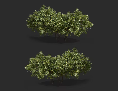 Lush Green Evergreen Shrubs With Dense Foliage For Garden Landscaping 3d model