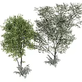 Two Green Leafy Trees With Dense Foliage And Natural Growth Shapes