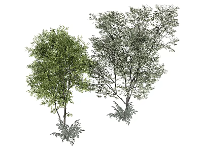 Two Green Leafy Trees With Dense Foliage And Natural Growth Shapes 3d model