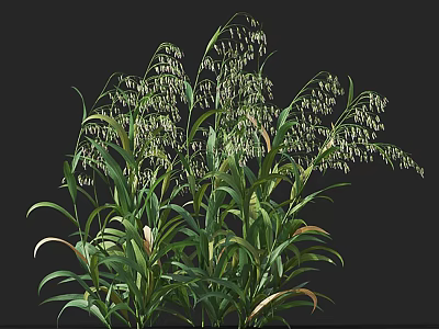 Lush Green Plants With Long Leaves And White Flowers In Garden 3d model