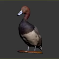 Detailed Taxidermy Duck Stuffed Bird on Orange Wooden Base Against Dark Background
