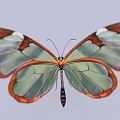 Modern Butterfly 3d model