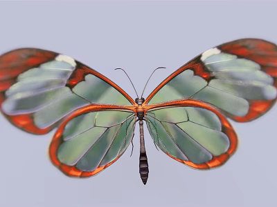 Vibrant Transparent Winged Butterfly Stunning Flying Animal with Red Edges and Green Sections in Flight 3d model