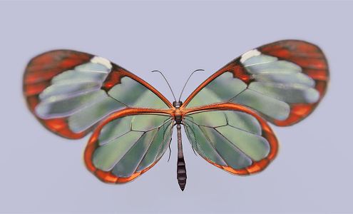 Modern Butterfly 3d model