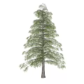 Tall Coniferous Arbor Featuring Green Needles Brown Trunk And Slender Branches