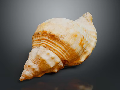 Natural Conch Shell With Organ Like Structure And Hair Like Texture 3d model