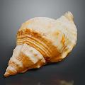 Natural Conch Shell With Organ Like Structure And Hair Like Texture