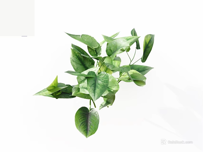 Pothos Plant With Green Heart Shaped Leaves Lush Vibrant And Healthy For Indoor Home Decoration 3d model 